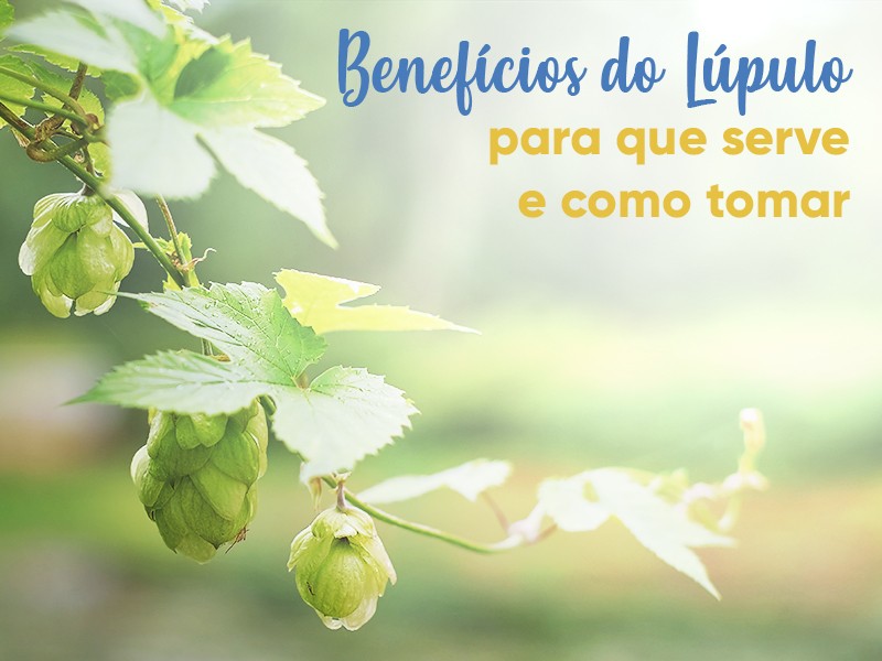 Benefícios do Lúpulo: para que serve e como tomar